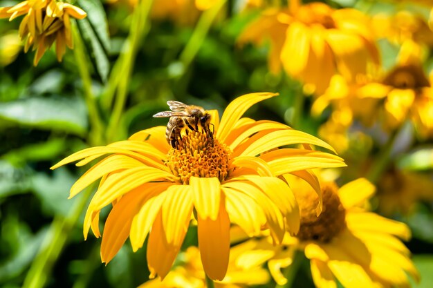 背景の葉の草原の写真に美しい野生の花の翼のある蜂は、野生の花の蜂から構成され、ゆっくりと草の牧草地に飛び、ハーブ草原の田舎で蜂蜜の蜜を集める野生の花の蜂