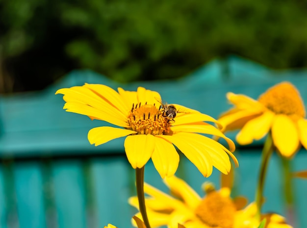 背景の葉っぱに美しい野生の花の翼のあるミツバチの写真 野生の花のミツバチがゆっくりと草の草原に飛んで 蜂蜜のための蜜を集め 草原の草原で野生の花のミツバチ