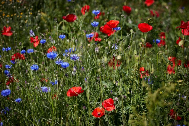 Beautiful wild flowers on a field