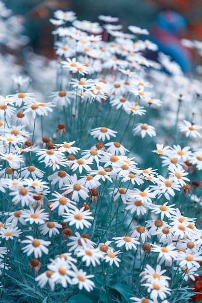 美しい野生の花、画像フィルターヴィンテージ