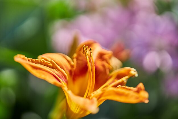 Beautiful wild flowers and plants grow in the sun