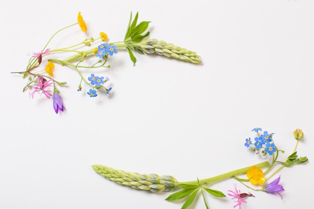 Bellissimi fiori selvatici su sfondo bianco