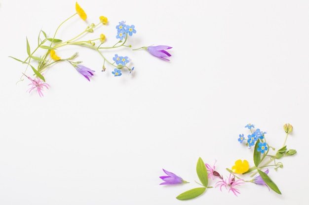 Beautiful wild flowers on white background