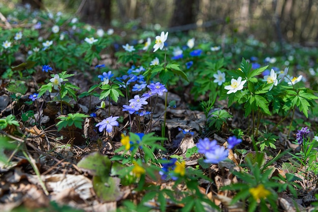 Photo beautiful wild flowers white and blue hepatica liverleaf blossom in forest early spring flowering beautiful floral background with hepatica nobilis and white anemone nemorosa blooming