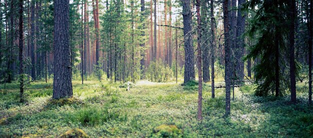 Красивый дикий лес Летний пейзаж ясная панорама