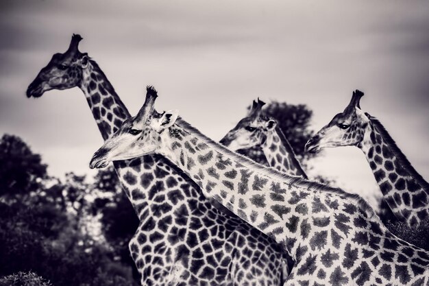 Photo beautiful wild giraffes