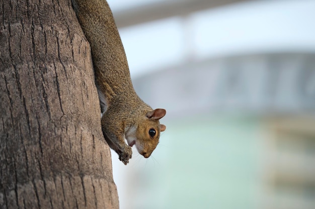 Beautiful wild gray squirrel climbing tree trunk in summer town park