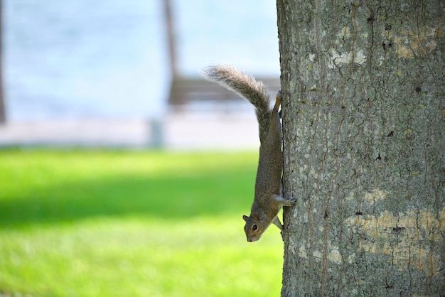 Beautiful wild gray squirrel climbing tree trunk in summer town park