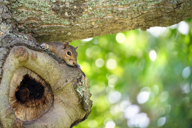 Красивая дикая серая белка прячется на дереве в летнем городском парке