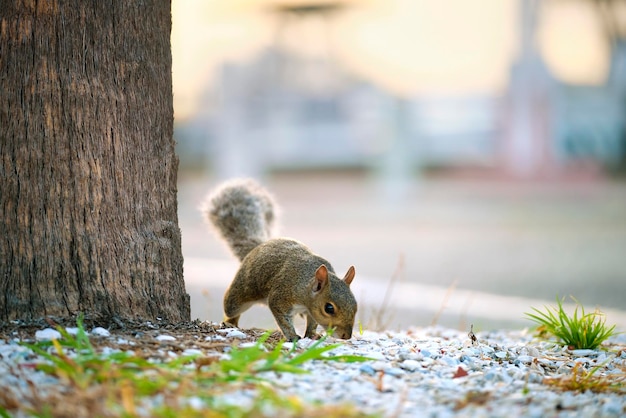 夏の町の公園で美しい野生の灰色のリス