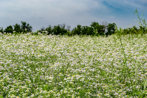 Beautiful wild growing flower mexican daisy on background meadow photo consisting of wild growing flower mexican daisy to grass meadow wild growing flower mexican daisy at herb meadow countryside