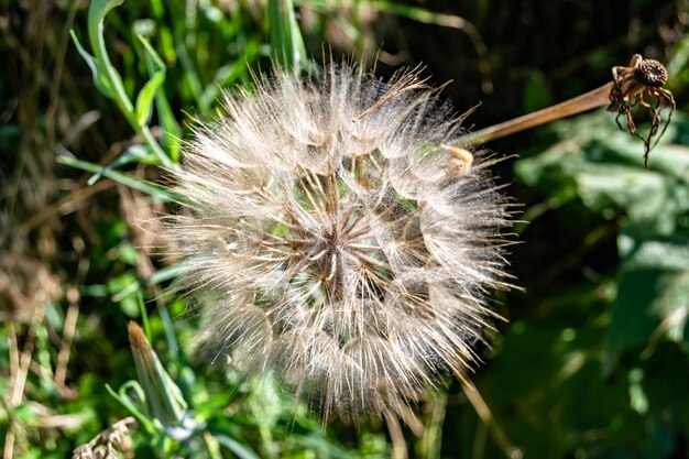 背景の牧草地に美しい野生の成長する花の種子タンポポの写真は、野生の成長する花の種子タンポポから草の草原まで構成されます草原の田舎で野生の成長する花の種子タンポポ