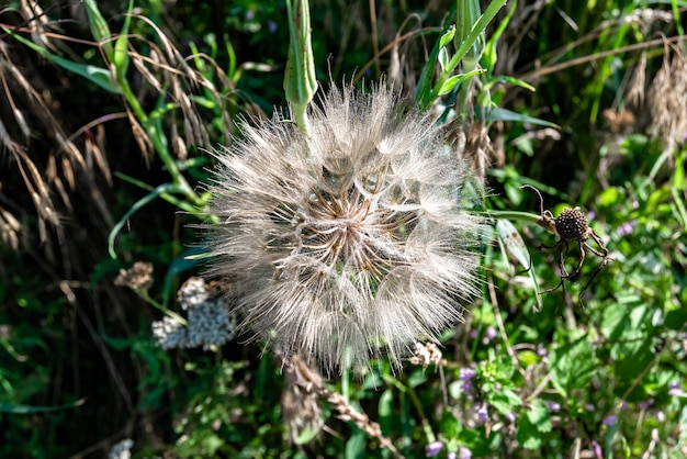 背景の牧草地に美しい野生の成長する花の種子タンポポの写真は、野生の成長する花の種子タンポポから草の草原まで構成されます草原の田舎で野生の成長する花の種子タンポポ