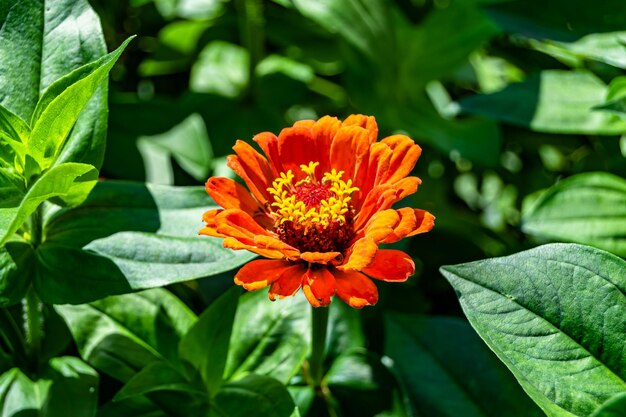 Beautiful wild growing flower zinnia elegans on background meadow photo consisting from wild growing flower zinnia elegans to grass meadow wild growing flower zinnia elegans at meadow countryside
