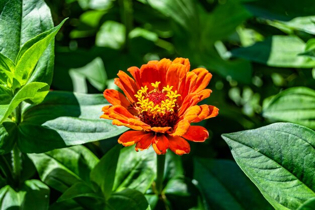 背景草原の写真に美しい野生の成長する花ジニア エレガンスは、野生の成長する花ジニア エレガンスから草の牧草地に成ります草原の田舎で野生の成長する花ジニア エレガンス