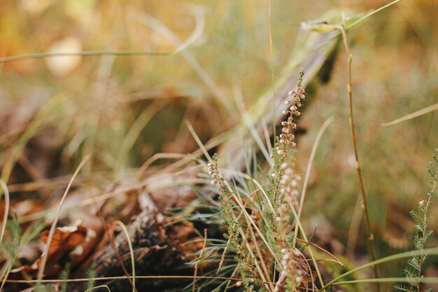 Photo beautiful wild heather blooming on background of old stump in autumn woods calluna vulgaris