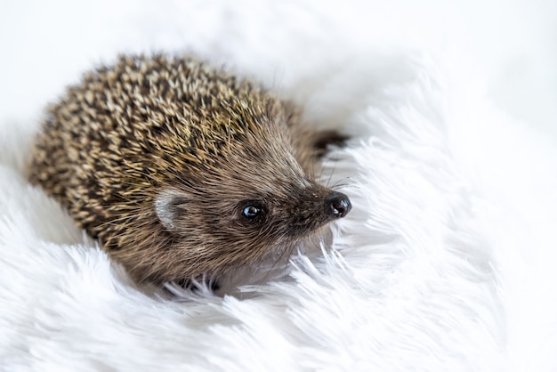 Beautiful wild hedgehog on a white surface