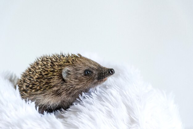 Beautiful wild hedgehog on a white