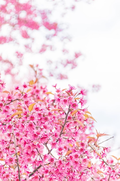 Beautiful Wild Himalayan Cherry Blooming pink Prunus cerasoides flowers at Phu Lom Lo Loei and Phitsanulok of Thailand