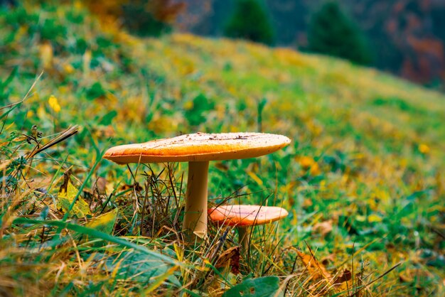 秋のカルパティア山脈の密集した色とりどりの森の緑の牧草地にある美しい野生のキノコ