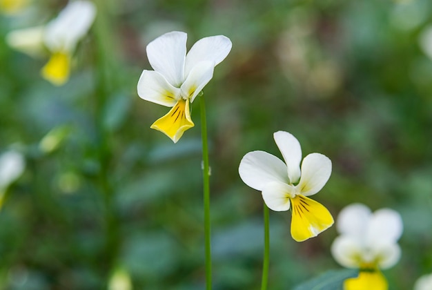 Beautiful wild pansies on blurred green background