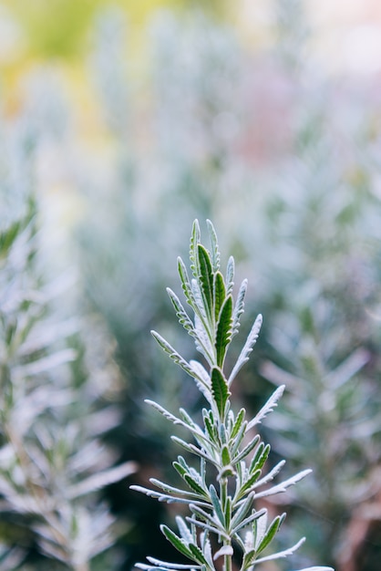 自然の背景に美しい野生の植物。