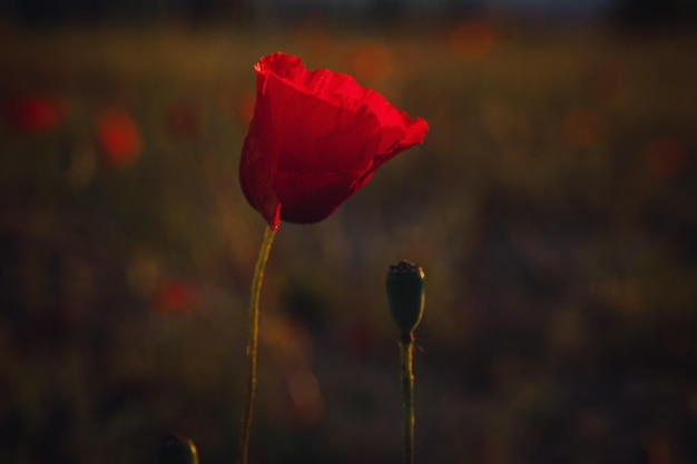 들판에서 일몰의 아름다운 야생 양귀비를 닫습니다.