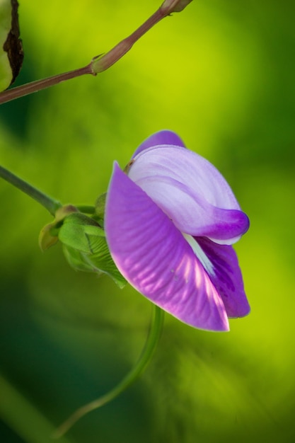 Beautiful wild purple flower on green leaf background