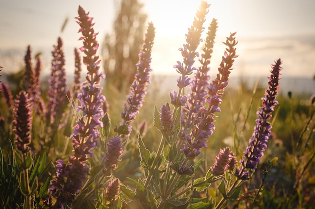 Beautiful wild purple flowers at sunset close up