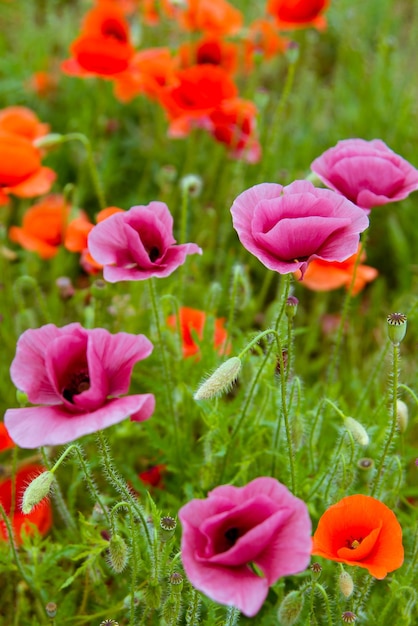 Beautiful wild purple and red poppies. Background. Nature.