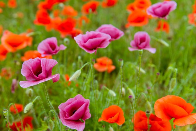 Beautiful wild purple and red poppies Background Nature