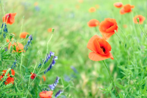 Beautiful wild red poppies and meadow flowers on summer day