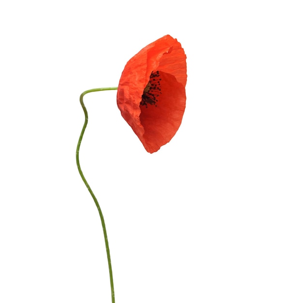 Beautiful wild red poppy isolated on a white background. Flower. Flat lay, top view