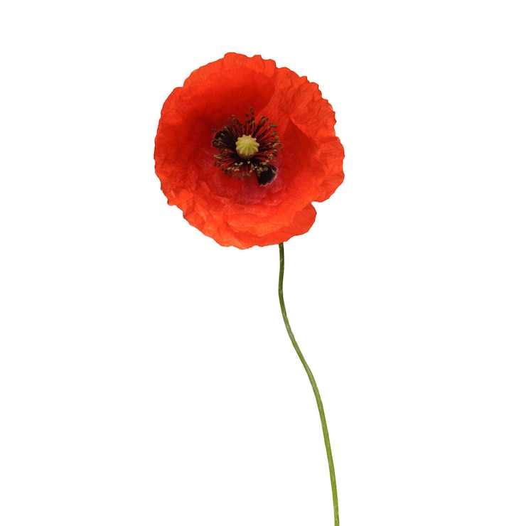 Photo beautiful wild red poppy isolated on a white background. flower. flat lay, top view