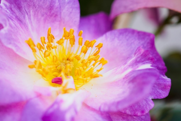 Beautiful wild roses in the garden