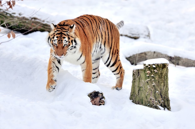 Foto bella tigre siberiana selvaggia sulla neve