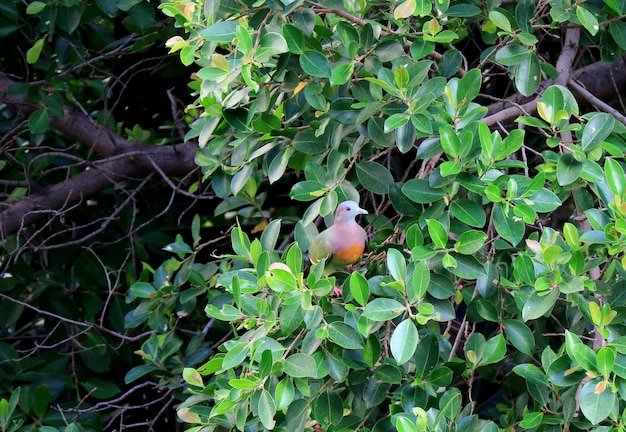 Beautiful Wild Thick-Billed Green Pigeon resting on a big tree