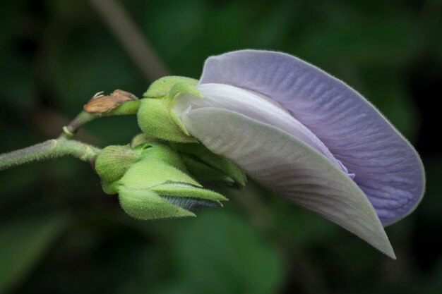 beautiful wild violet spurred butterfly pea flower