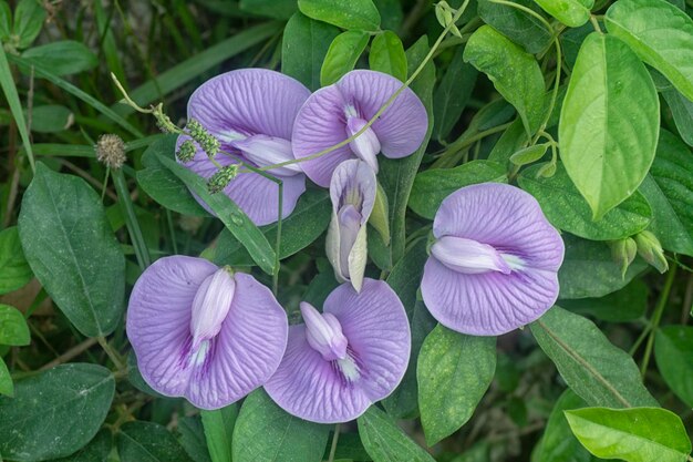 beautiful wild violet spurred butterfly pea flower