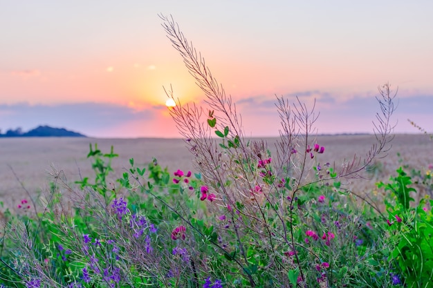 Beautiful wildflowers on a green meadow, summer evening with a bright meadow at sunset.