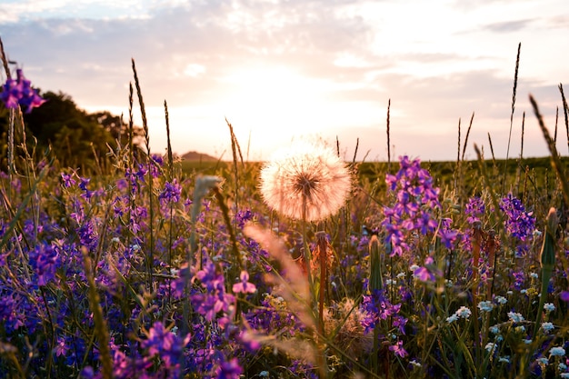 Beautiful wildflowers on a green meadow summer evening with a bright meadow at sunset