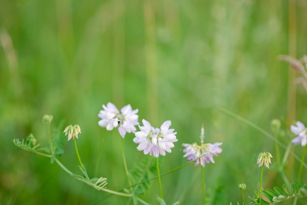 Beautiful wildflowers on a green meadow. Warm summer day. Carduus, Achilea, Salvia, Stachys.