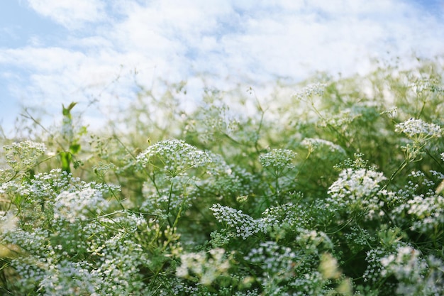 Beautiful wildflowers on green meadow