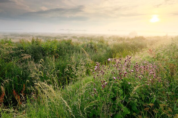 beautiful wildflowers at misty sunrise