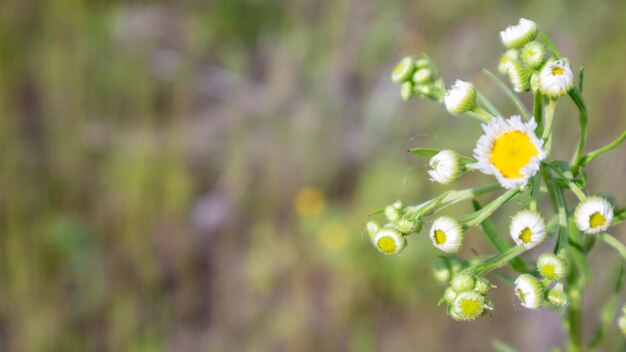 緑の牧草地に美しい野花と野生のハーブ。暖かく晴れた夏の日。牧草地の花。野生の夏の花畑。美しい花と夏の風景の背景。