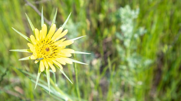 緑の牧草地に美しい野花と野生のハーブ。暖かく晴れた夏の日。牧草地の花。野生の夏の花畑。美しい花と夏の風景の背景。