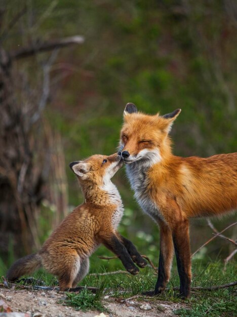 Foto splendida fauna selvatica