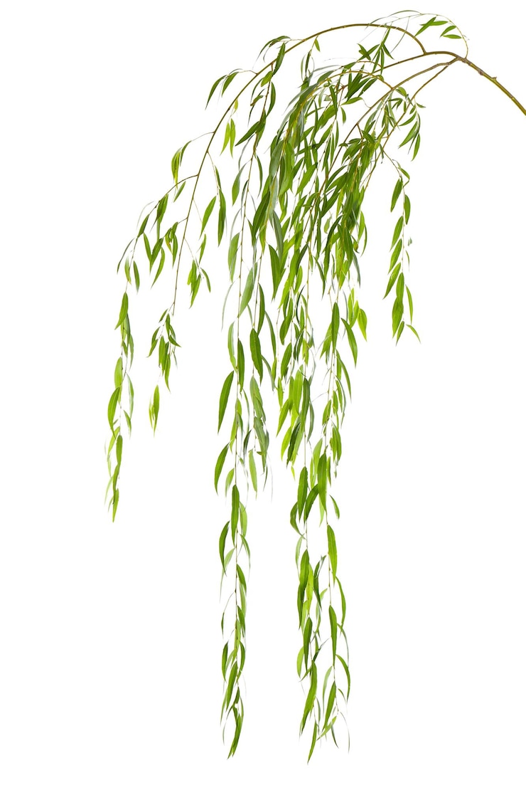 Photo beautiful willow tree branches with green leaves on white background