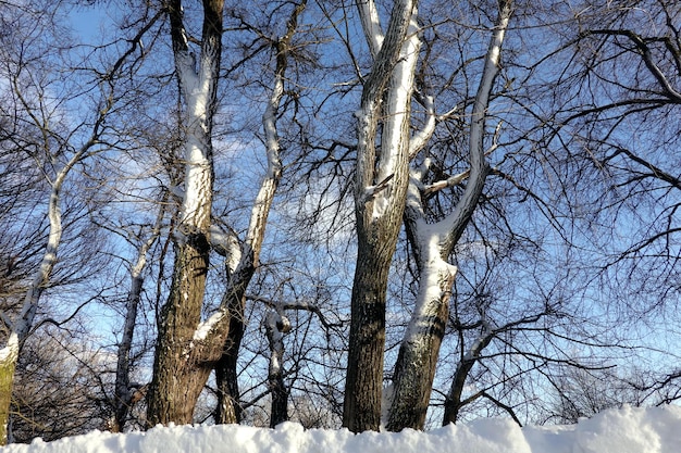 写真 晴れた晴れた日に冬の公園で雪で覆われた幹を持つ美しい曲がりくねった木