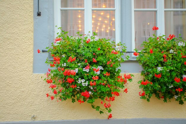 The beautiful windowsill of every household in the fairy tale town of Rothenburg, Germany